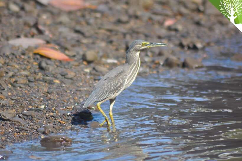 Langkawi: Kilim Mangrove Boat Tour with Lunch and Pickup - Wildlife spotting in the mangrove channels