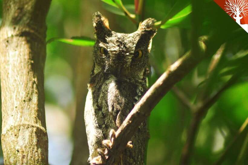 Langkawi: Kilim Mangrove Boat Tour with Lunch and Pickup - Limestone formations, caves, and conservation stops