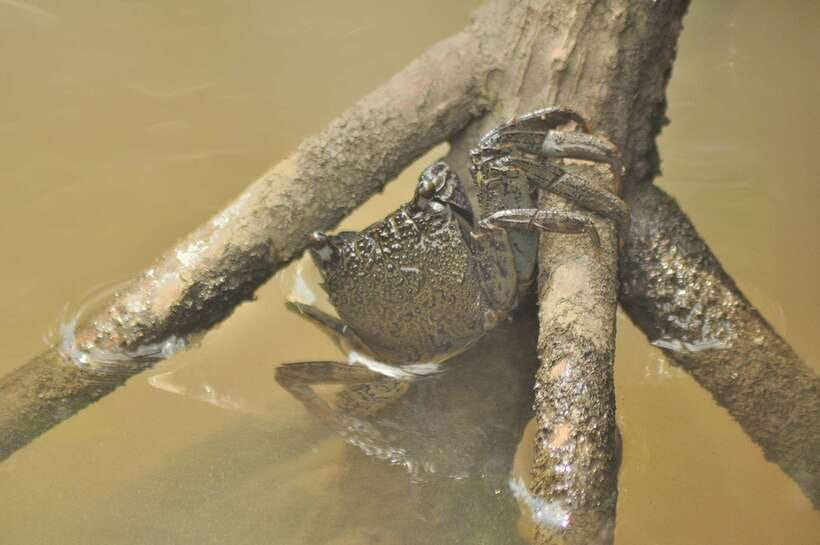 Langkawi: Kilim Mangrove Boat Tour with Lunch and Pickup - How good is the value at $47?