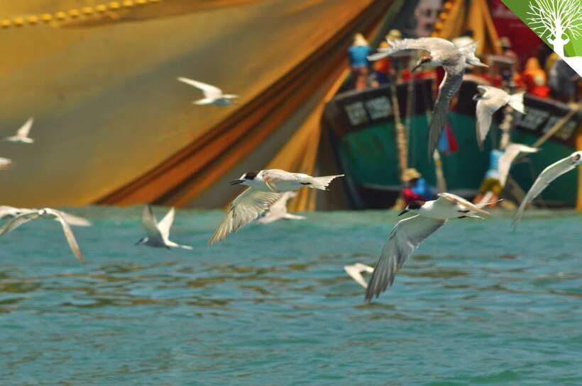 Langkawi: Kilim Mangrove Boat Tour with Lunch and Pickup - Pickup from 33 Langkawi hotels