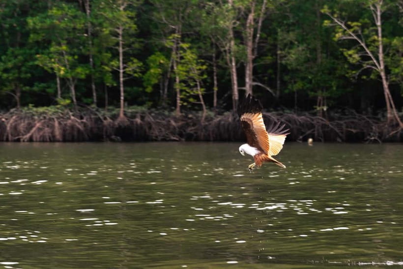 Langkawi: Mangrove River Cruise Sharing 3 Hours - Why the Kilim mangroves are worth your morning