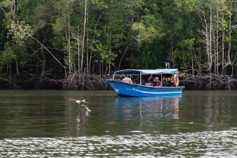 Langkawi: Mangrove River Cruise Sharing 3 Hours - Meeting at AD Mangrove Tanjung Rhu