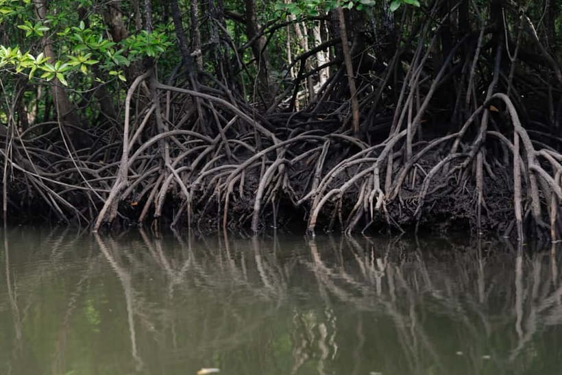Langkawi: Mangrove River Cruise Sharing 3 Hours - Crocodile Cave and the limestone cliffs
