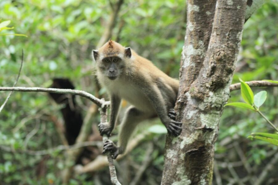 Langkawi: UNESCO Global Geopark Mangrove Cruise - My verdict: a thoughtful way to see Langkawi