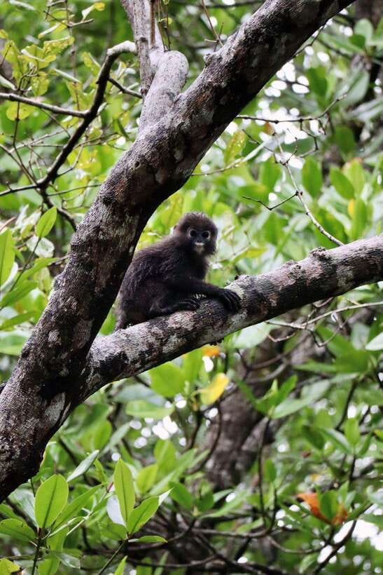 Langkawi: UNESCO Global Geopark Mangrove Cruise - Why this mangrove cruise feels different