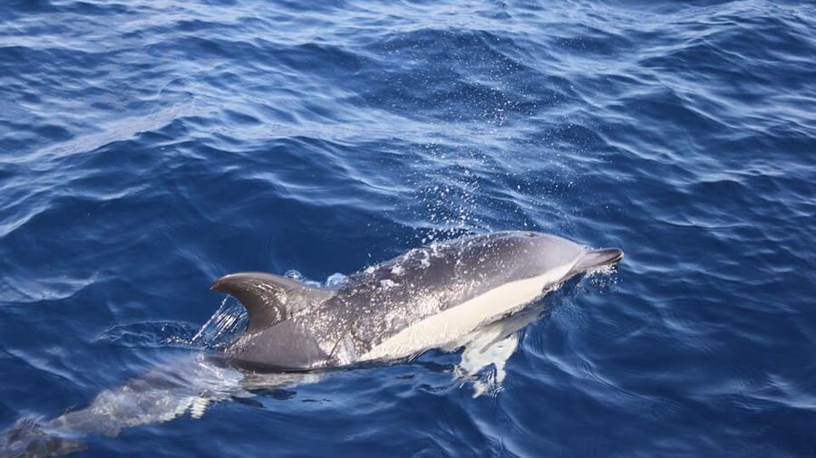 Lanzarote: 2.5-Hour Sunset and Dolphins Cruise - Key points to know before you book