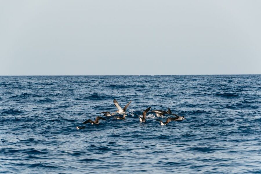 Lanzarote: 2.5-Hour Sunset and Dolphins Cruise - Should you book the Lanzarote sunset and dolphins cruise?