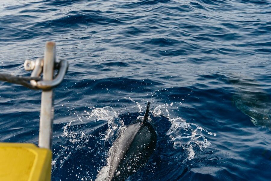 Lanzarote: 2.5-Hour Sunset and Dolphins Cruise - Coast views from Puerto del Carmen