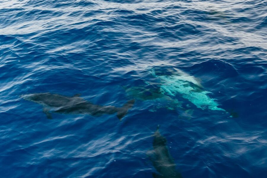 Lanzarote: 2.5-Hour Sunset and Dolphins Cruise - Practical advice for a smoother evening