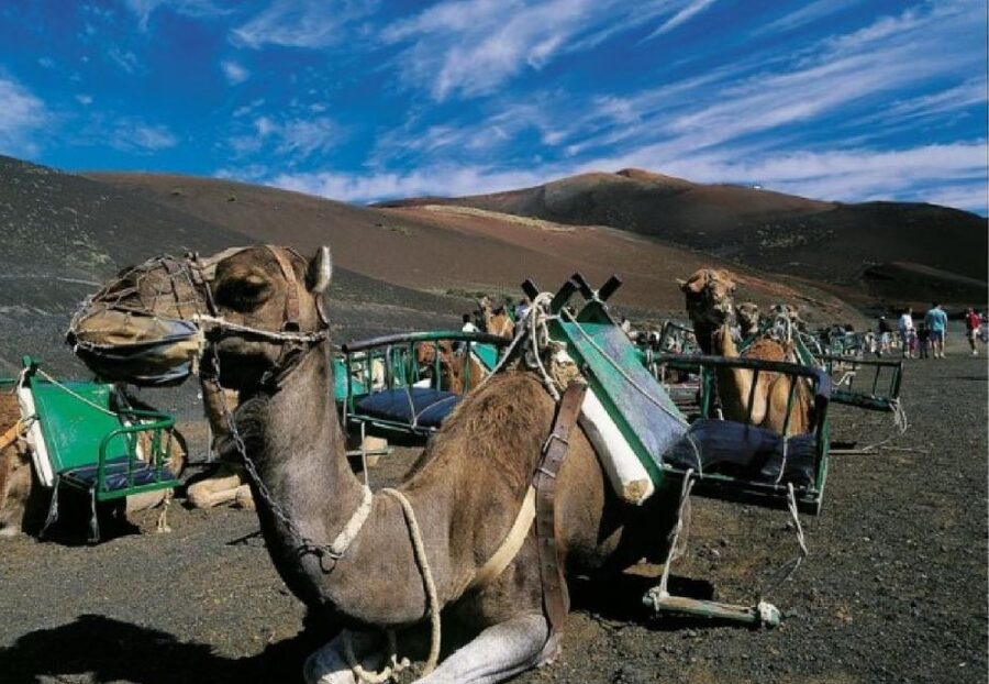 Lanzarote: Day Tour for Cruise Passengers - Jameos del Agua, Lanzarote’s underground showpiece