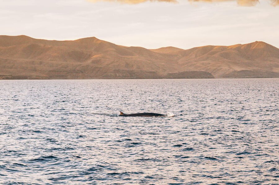 Lanzarote: Dolphin-Watching Sunset Cruise with Transfers - What the two-hour itinerary actually feels like
