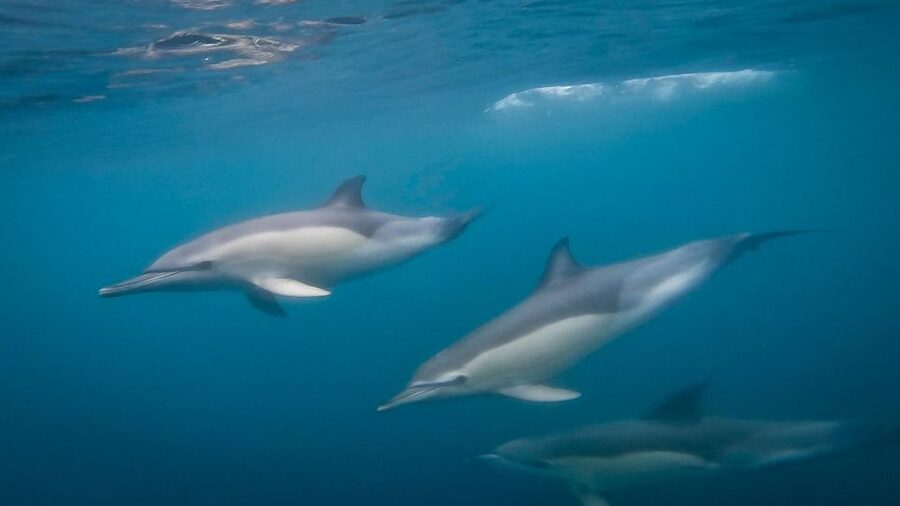 Lisbon: Dolphin Watching with Marine Biologist - Small Group - From Mercedes-Benz lounge to open Atlantic water