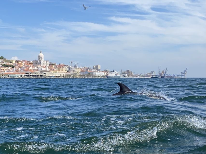 Lisbon: Dolphin Watching with Marine Biologist - Small Group - Should you book it?