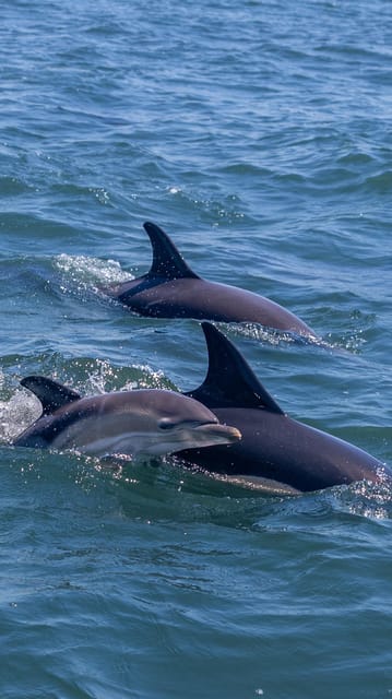 Lisbon: Dolphin Watching with Marine Biologist - Small Group - Crossing the Tagus beneath Lisbon’s landmarks