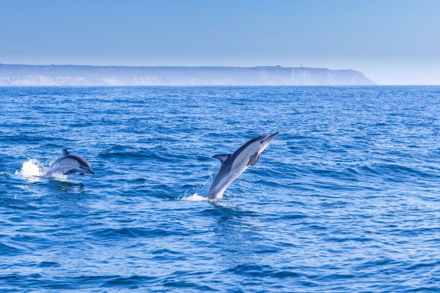 Lisbon: Dolphin Watching with Marine Biologist - Small Group - What the marine biologist adds