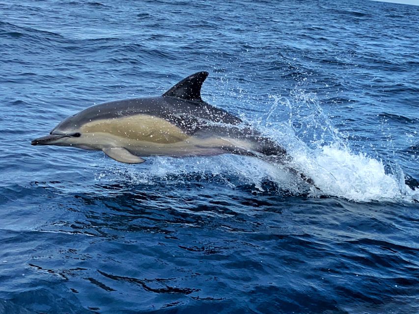Lisbon: Dolphin Watching with Marine Biologist - Small Group - Fort of São Lourenço do Bugio and the Atlantic edge