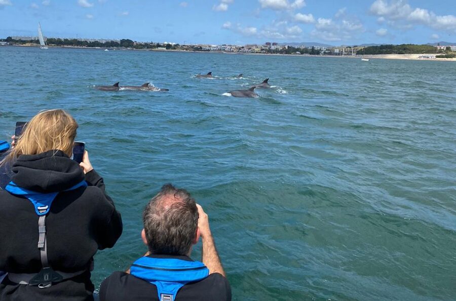 Lisbon: Dolphin Watching with Marine Biologist - Small Group - Cascais coast and wildlife beyond dolphins