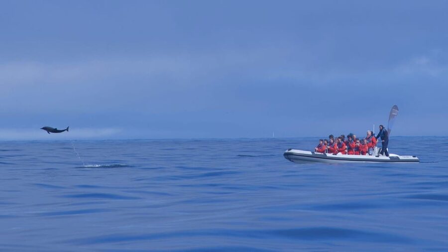 Lisbon: Dolphin Watching with Marine Biologist - Small Group - Who should book this dolphin tour?