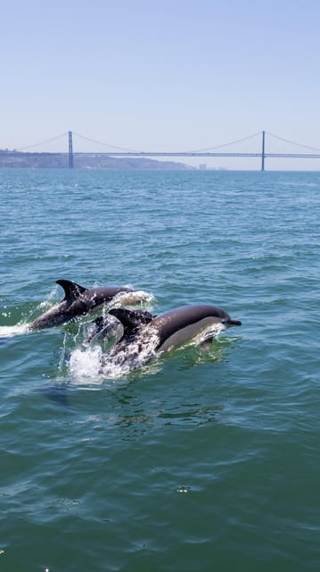 Lisbon: Dolphin Watching with Marine Biologist - Small Group - Searching for dolphins in open water