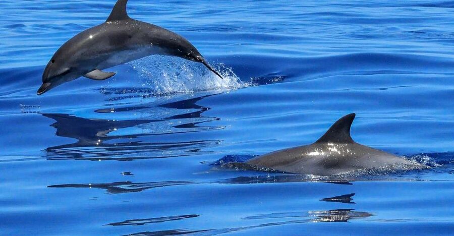 Lisbon: Tagus River Cruise to the Ocean & Dolphin Watching - Christ the King and the south bank