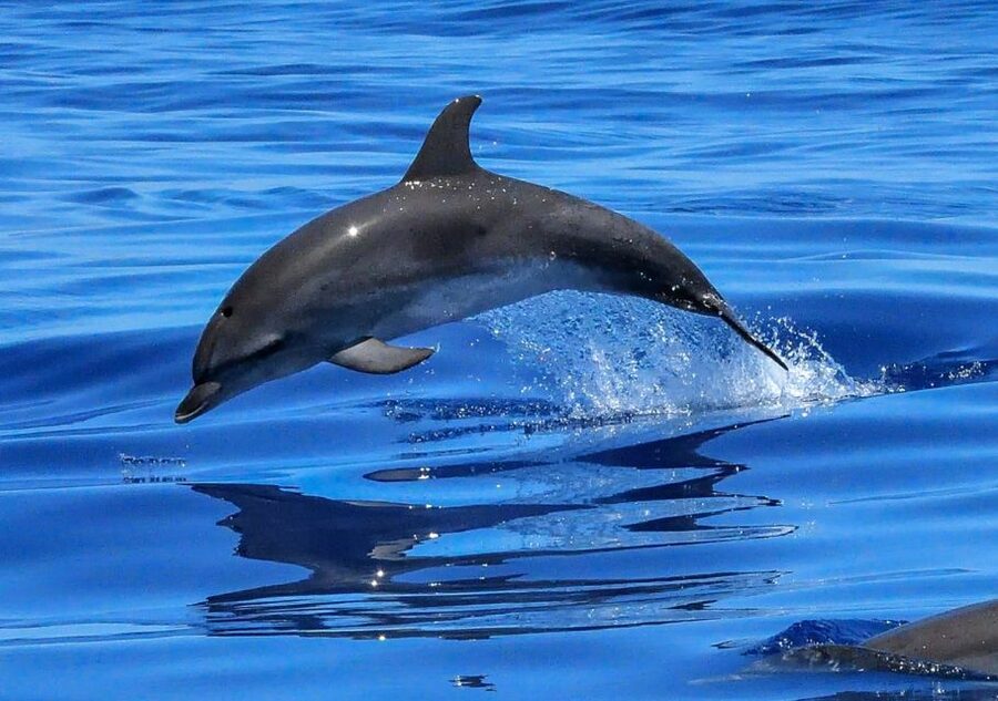 Lisbon: Tagus River Cruise to the Ocean & Dolphin Watching - Trafaria, Bugio Fort, and the river mouth