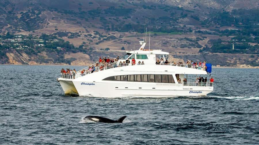 Long Beach: Whale and Dolphin Watching Cruise - Key points to know before you sail