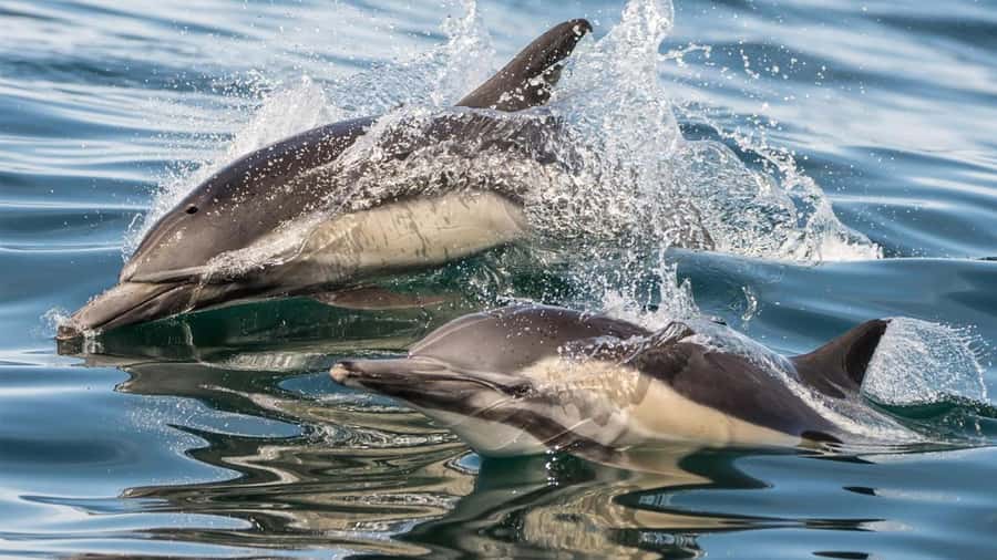 Long Beach: Whale and Dolphin Watching Cruise - Should you book Harbor Breeze?