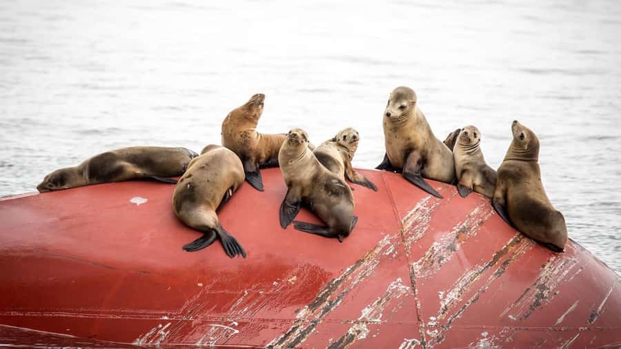 Long Beach: Whale and Dolphin Watching Cruise - How the whale search works