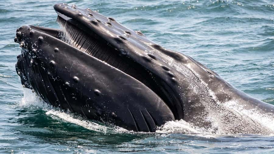 Long Beach: Whale and Dolphin Watching Cruise - Dolphins, sea lions, and the smaller details