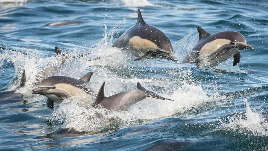 Long Beach: Whale and Dolphin Watching Cruise - What the full route feels like