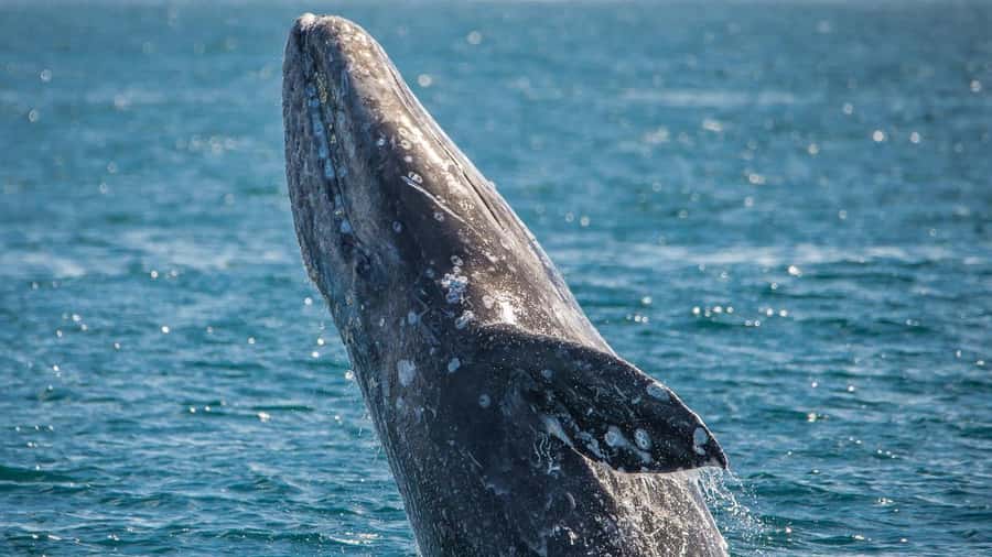 Long Beach: Whale and Dolphin Watching Cruise - Staying comfortable on an exposed boat