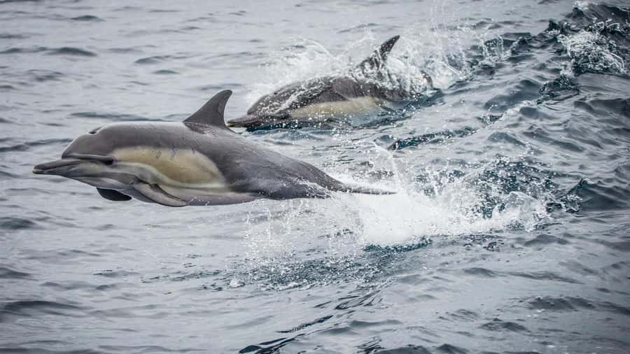 Long Beach: Whale and Dolphin Watching Cruise - A catamaran built for looking, not just getting there