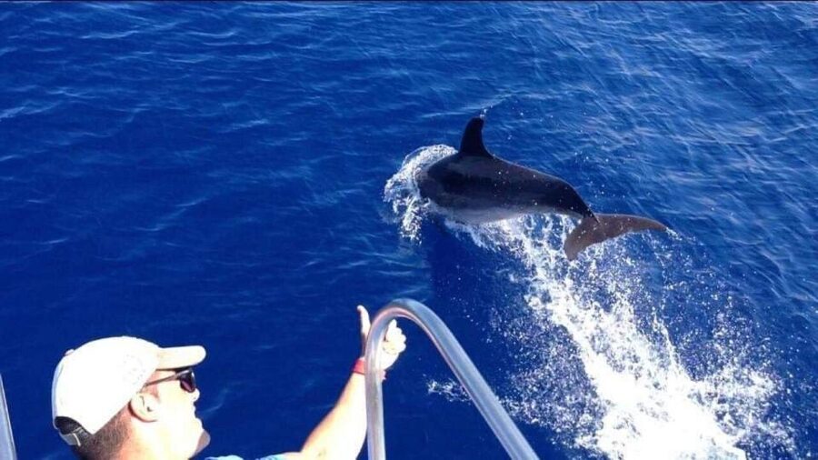 Los Cristianos: Eco Yacht Whale Watching Tour at Sunset - Booking details and value at $17