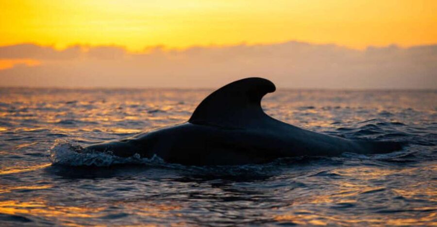 Los Cristianos: Eco Yacht Whale Watching Tour at Sunset - Why this Los Cristianos sunset cruise is worth considering