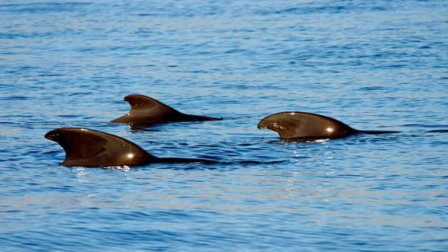 Los Cristianos: Eco Yacht Whale Watching Tour at Sunset - What happens during the 90-minute route