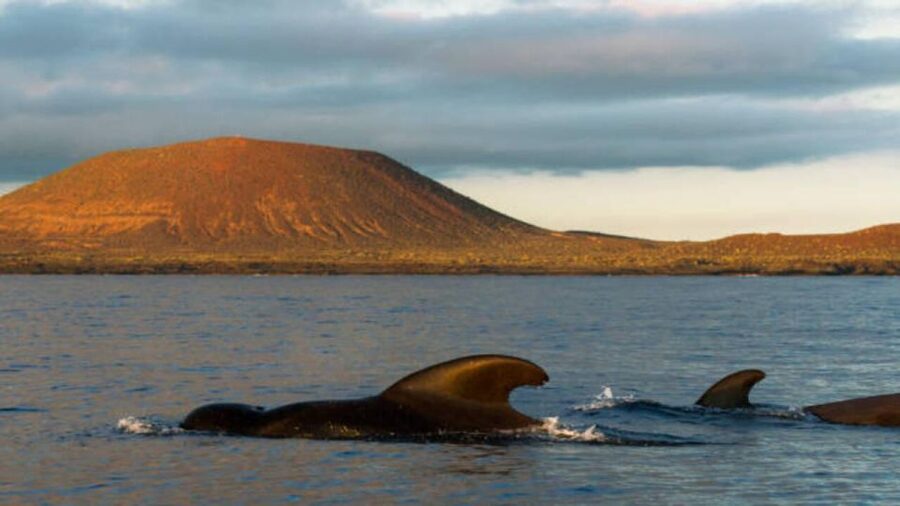 Los Cristianos: Eco Yacht Whale Watching Tour at Sunset - Sunset views, photographs, and the possible swim stop