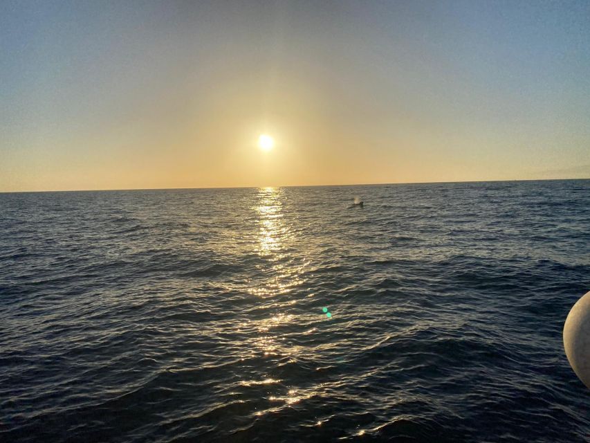 Los Cristianos: Eco Yacht Whale Watching Tour at Sunset - Staying comfortable on the water