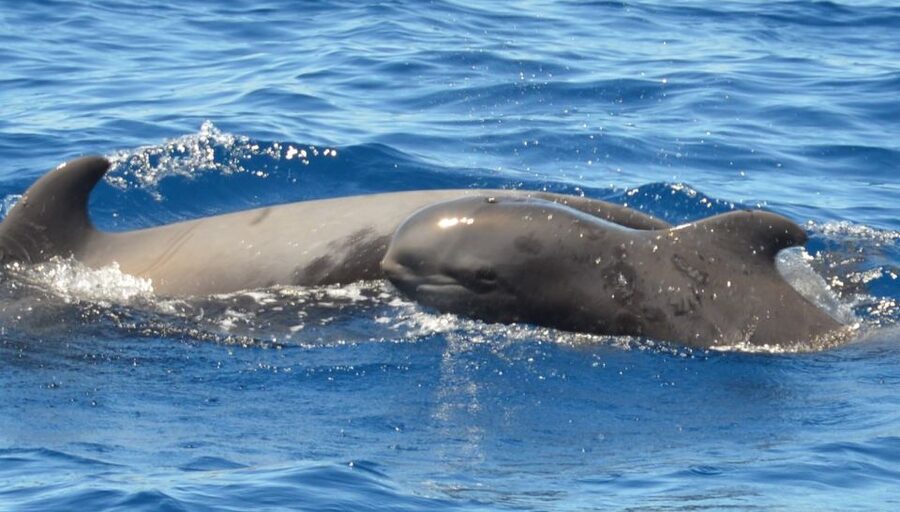 Los Cristianos Respectful No-Chase Whale and Dolphin Safari - Should you book the Bahriyeli safari?