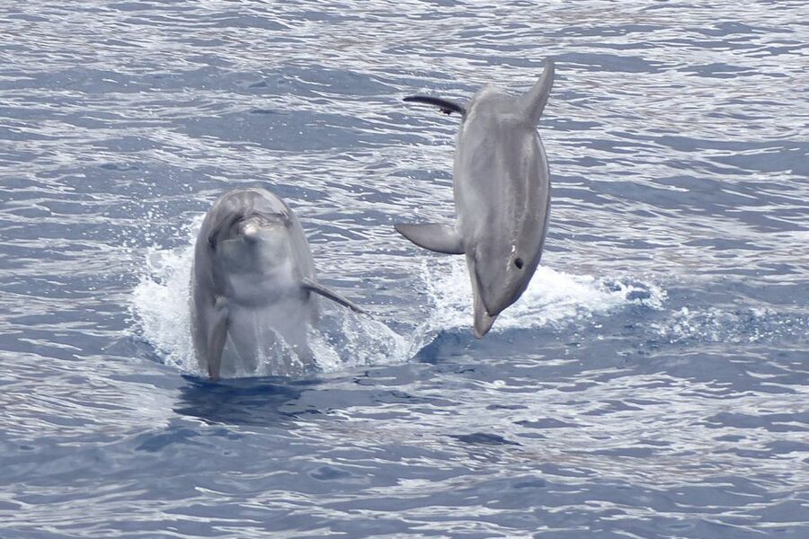 Los Cristianos Respectful No-Chase Whale and Dolphin Safari - The first 30 minutes on Tenerife’s southwest coast