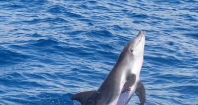 Chase Whale and Dolphin Safari