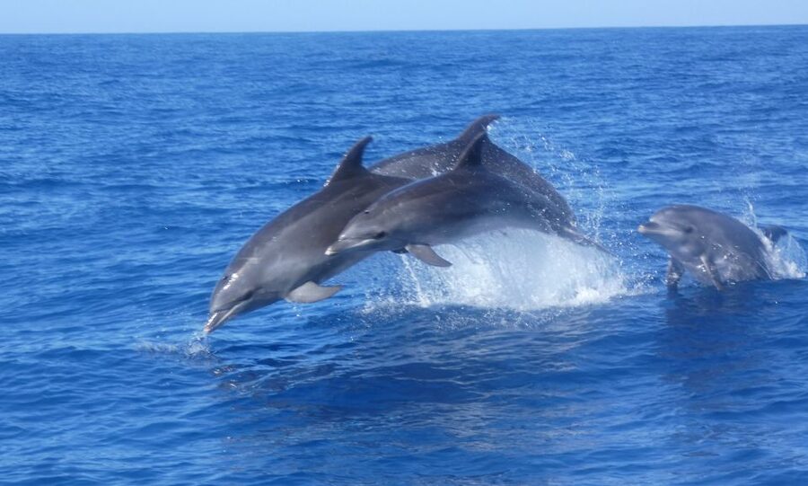 Los Cristianos Respectful No-Chase Whale and Dolphin Safari - Watching pilot whales without a chase