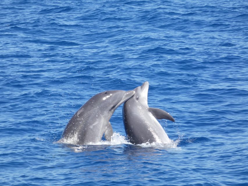 Los Cristianos Respectful No-Chase Whale and Dolphin Safari - What the two-hour format gives you, and what it leaves out