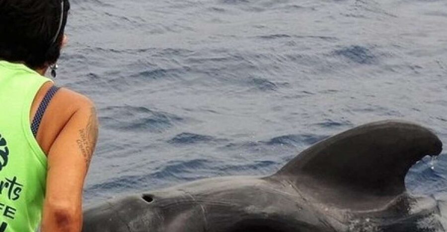 Los Cristianos Respectful No-Chase Whale and Dolphin Safari - A boat made for viewing, not luxury