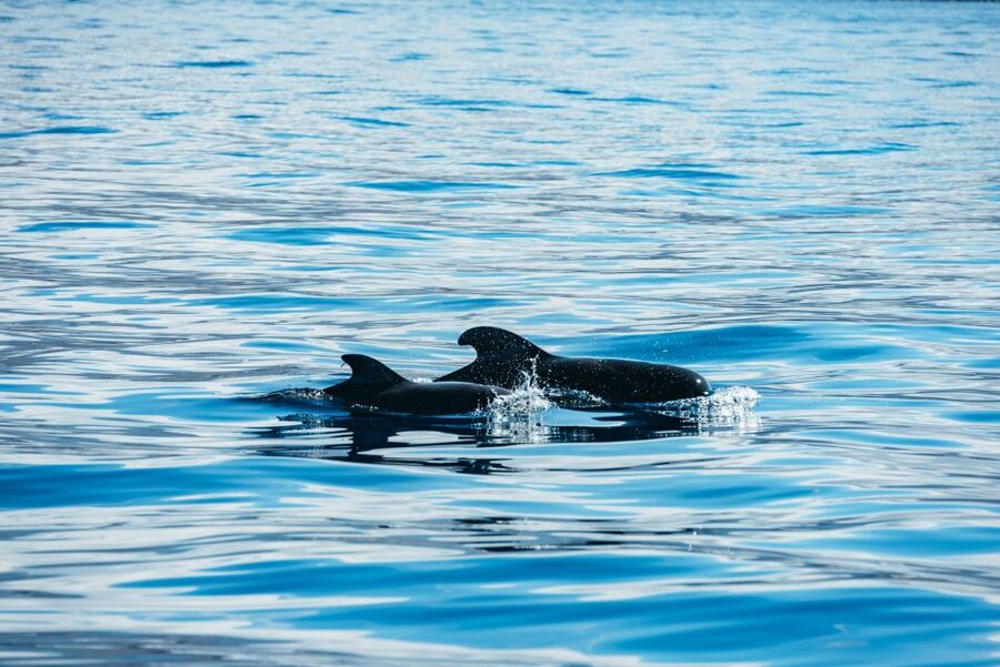 Los Cristianos Respectful No-Chase Whale and Dolphin Safari - Guides, conservation, and the value of the ticket