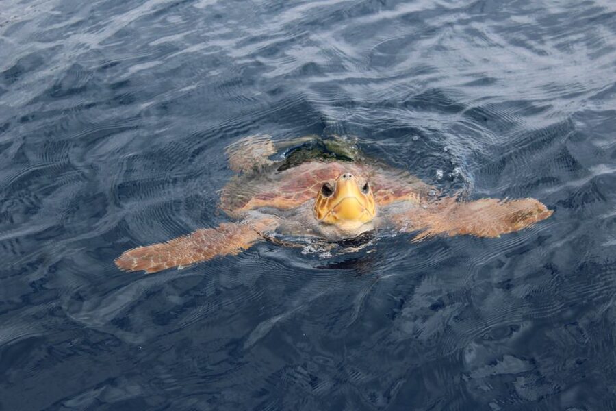 Los Cristianos Respectful No-Chase Whale and Dolphin Safari - Practical tips for a better outing