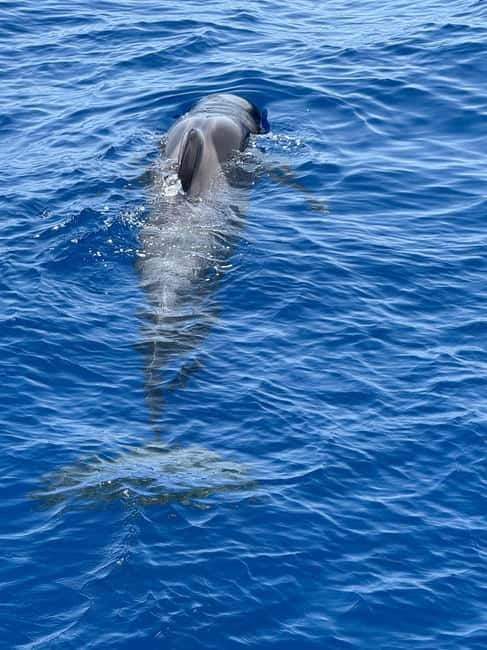 Los Cristianos: Viking Cruise Whales & Dolphins Watching - Meeting pilot whales and dolphins at sea