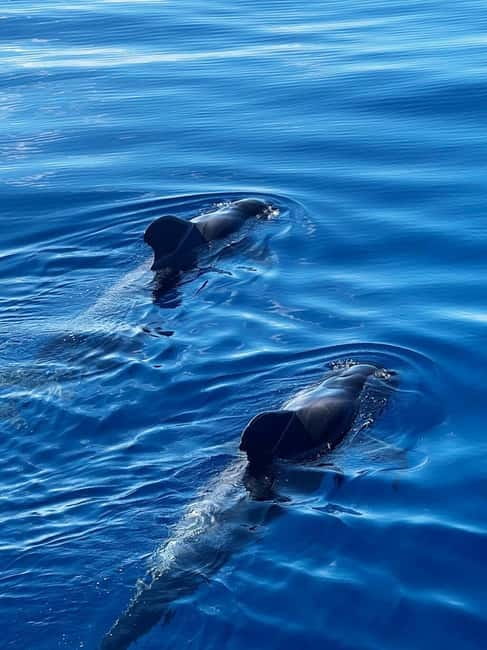 Los Cristianos: Viking Cruise Whales & Dolphins Watching - Families, children, and passengers using wheelchairs