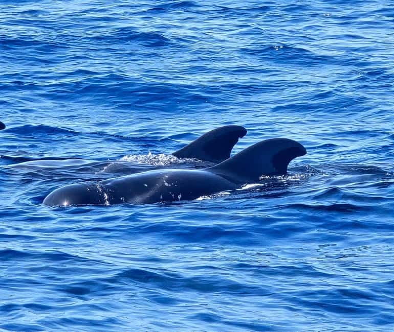 Los Cristianos: Viking Cruise Whales & Dolphins Watching - A practical plan for a smoother trip