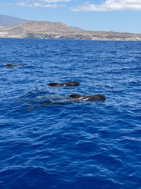 Los Cristianos: Viking Cruise Whales & Dolphins Watching - FAQ