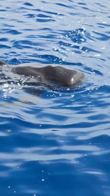 Los Cristianos: Viking Cruise Whales & Dolphins Watching - What the two-hour route is really like